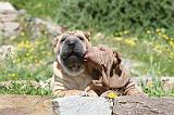 SHAR-PEI 465